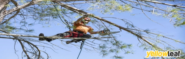 Colchester Tree Surgeon and Arborist