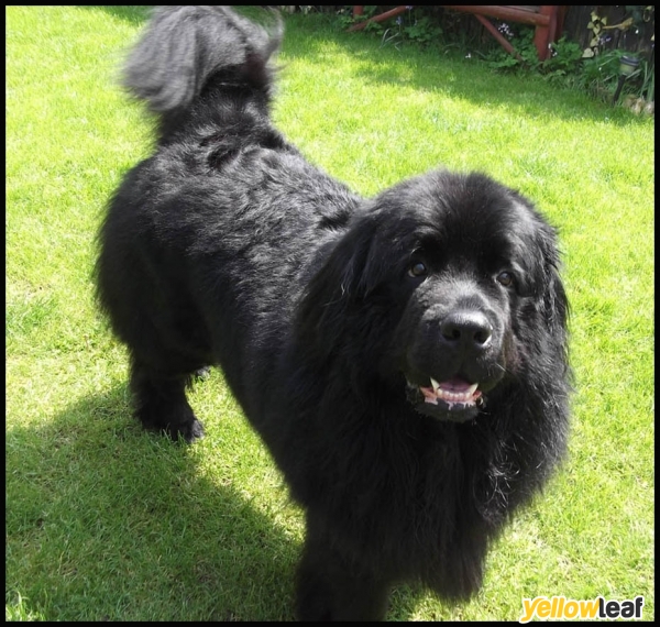 Scruffs To Fluffs Dog Grooming Burntwood