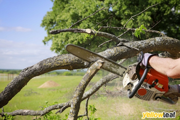 Tree Surgeon Exeter