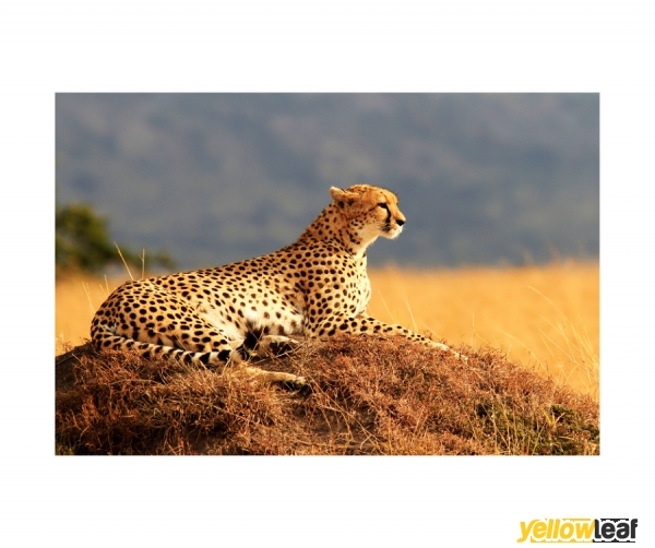 Go Africa Tours LTD
