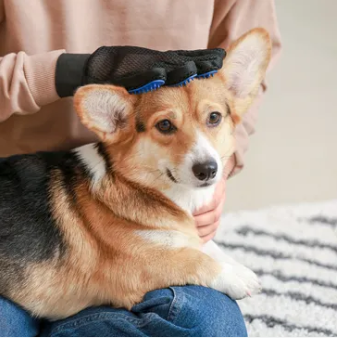 Olivia's Place Dog Grooming Service