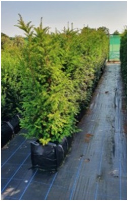 Hedging UK