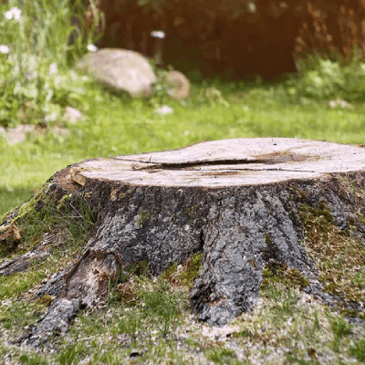 Rochdale Tree Surgeons