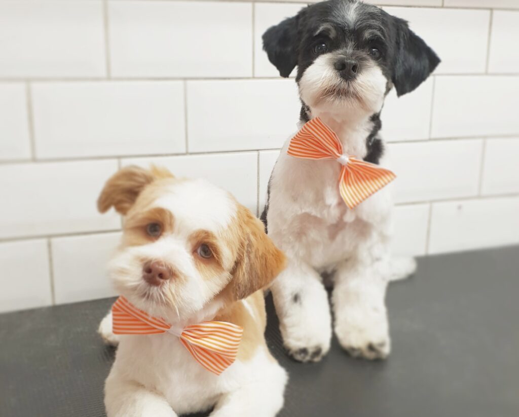 Woof & Ready Pets - Dog Grooming in Warrington