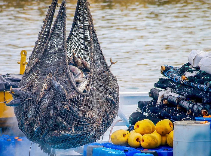Ocean Harvest - Fishing Merchant Cornwall