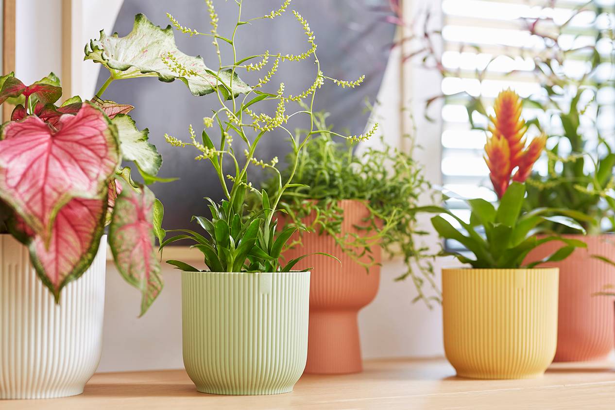 Love Planter