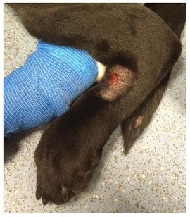 Alabama Rot