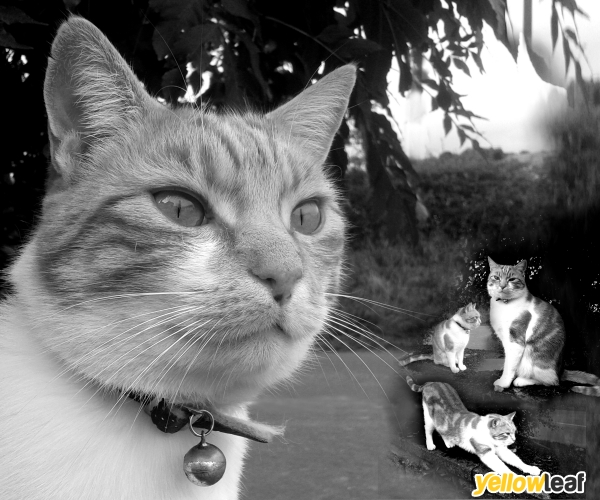 Photoart Pets