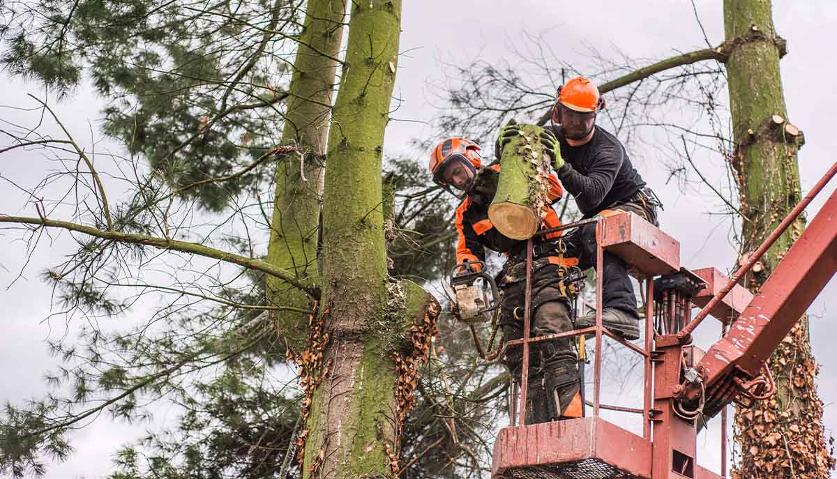 Coventry Tree Services