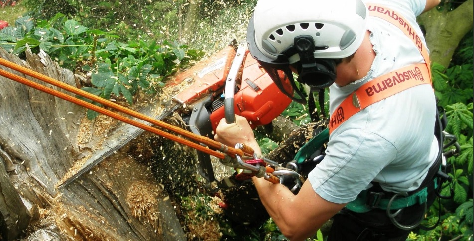 TD Tree & Land Services Ltd
