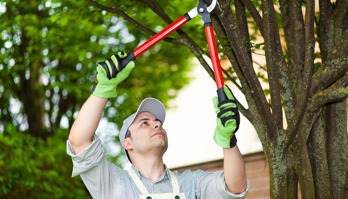 Leicester Tree Services
