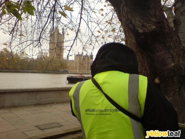 Elliott Consultancy Ltd - Arboricultural Consultants