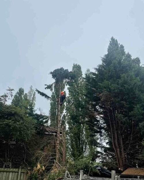Chigwell Tree Services