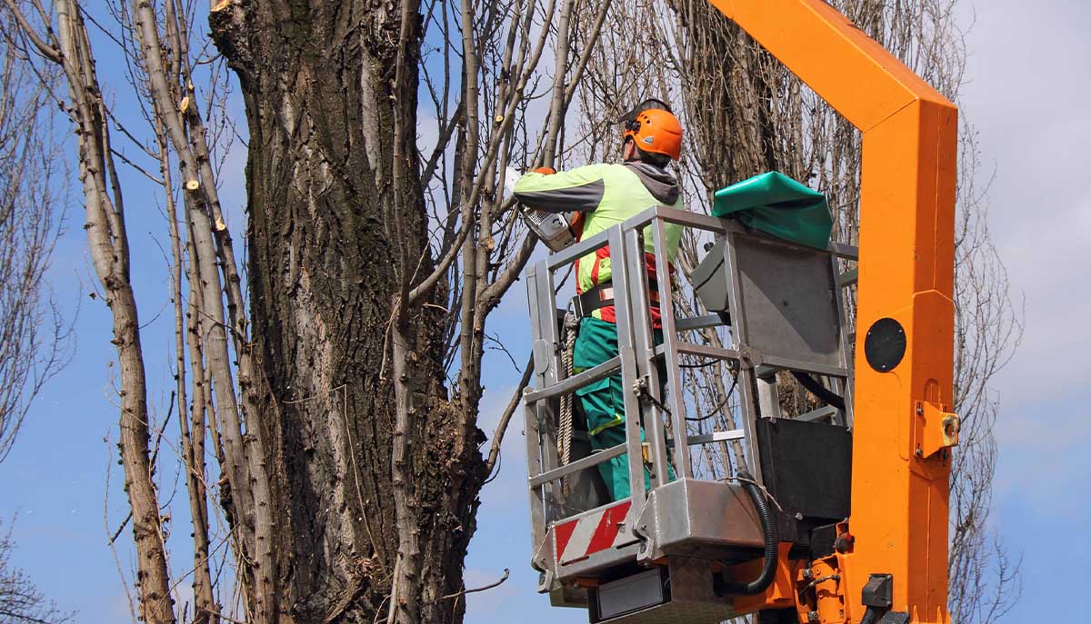 Nottingham Tree Surgeons