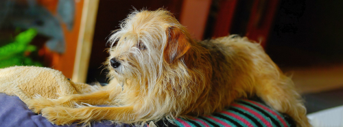Starlight Barking Dog Rescue Trust