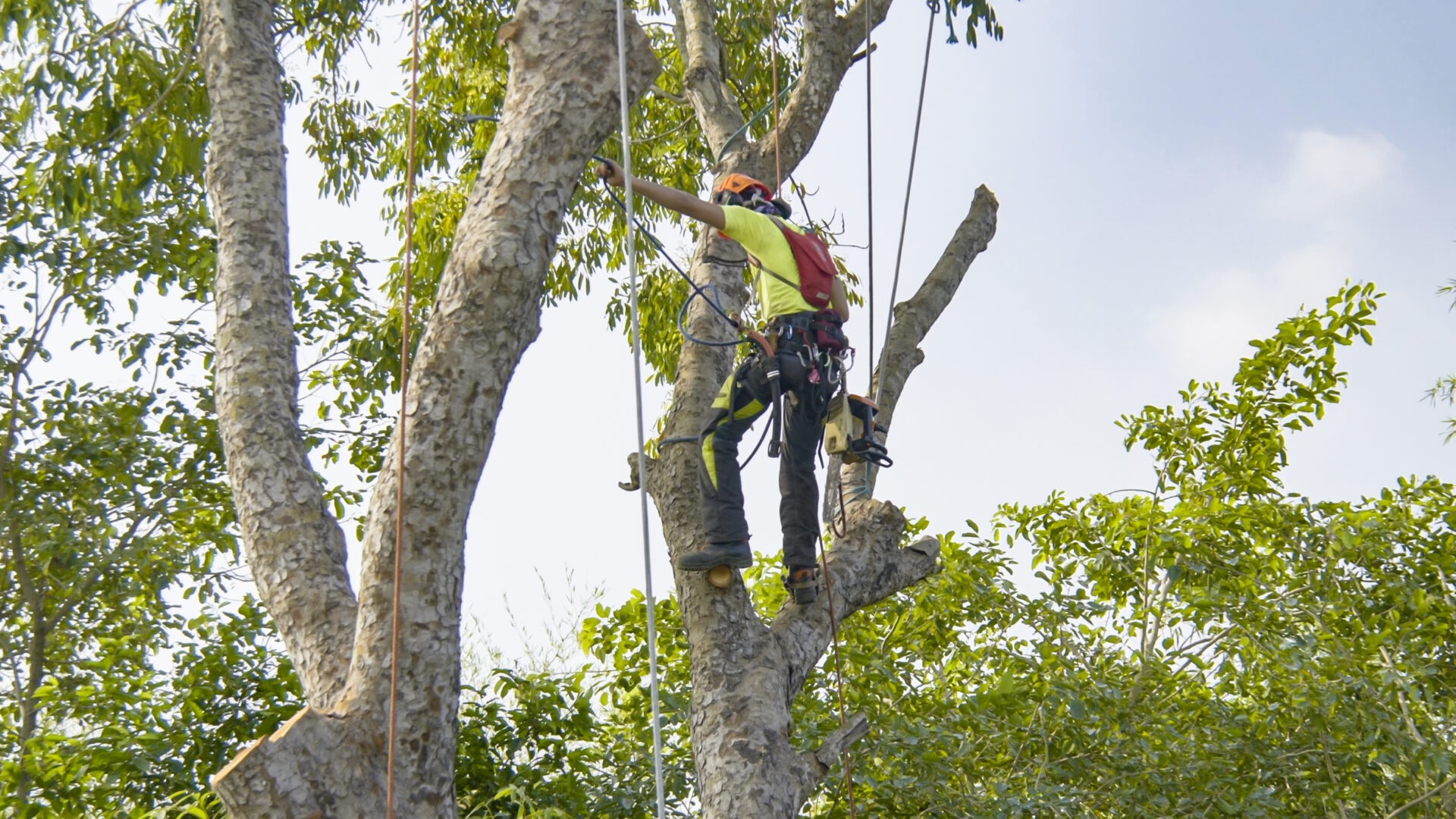 Collison Tree Care - Tree Surgeons Bedfordshire