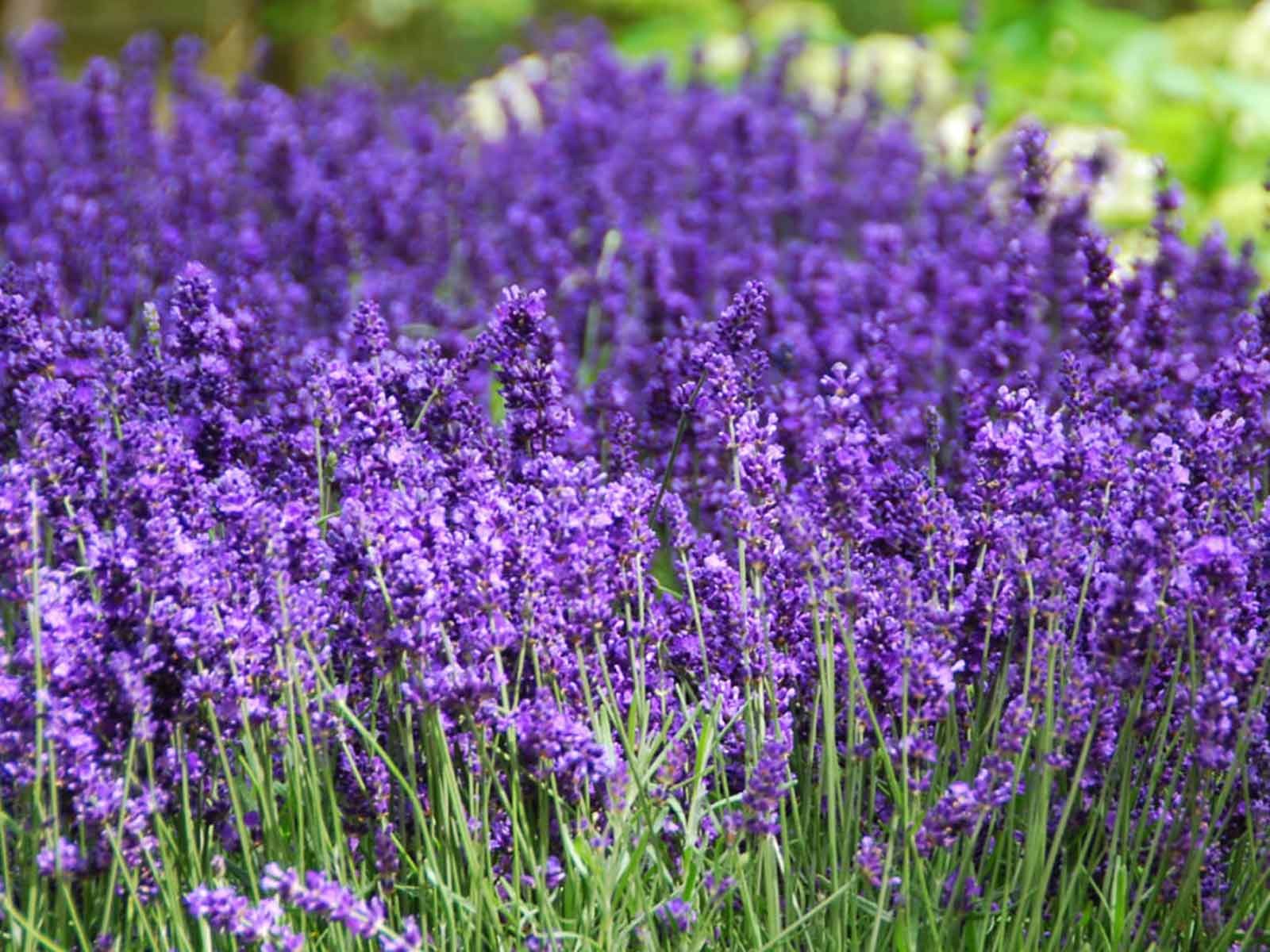Garden Plants Online