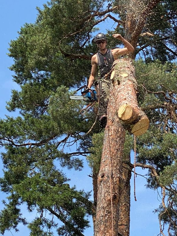 NGH Tree Care