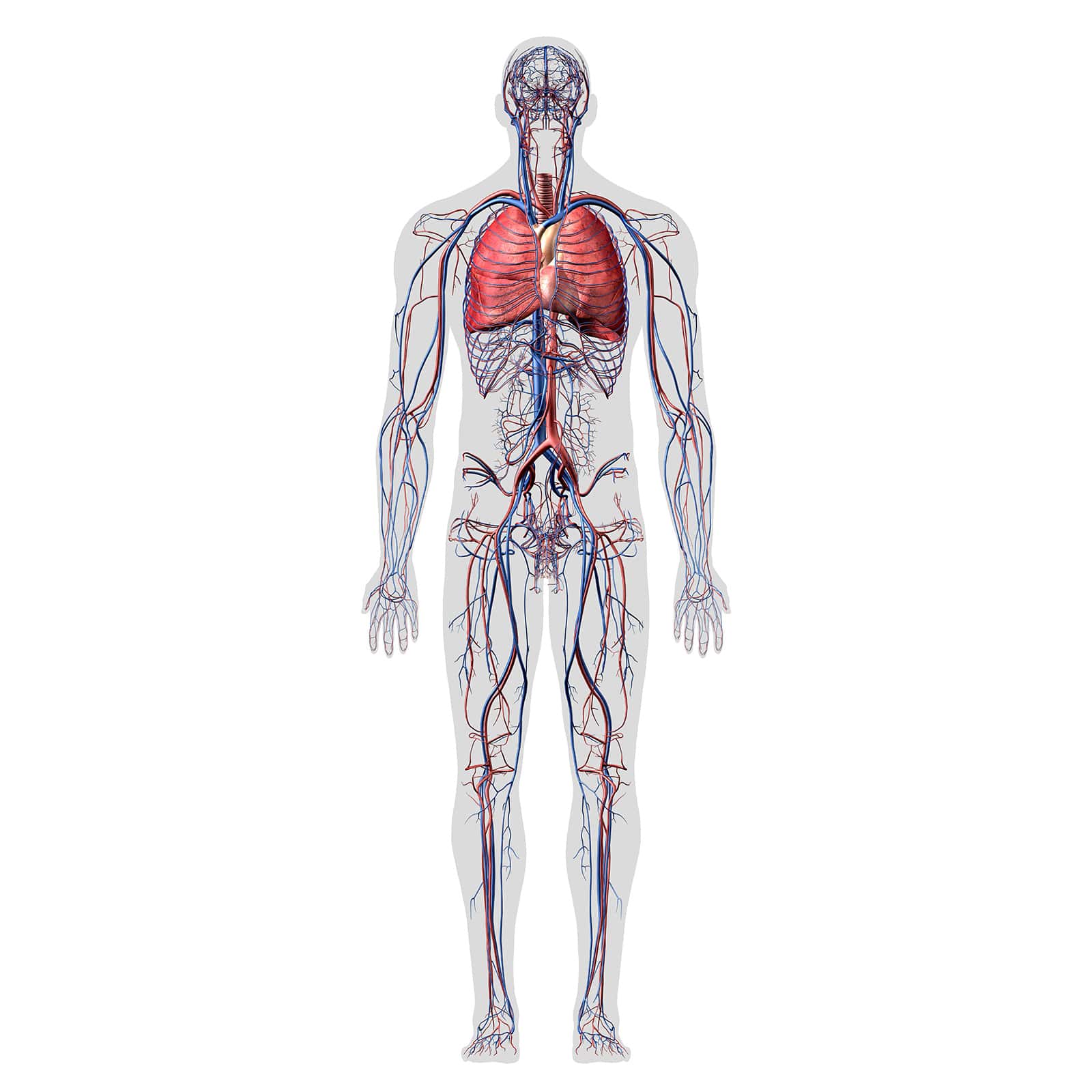MRI Plus