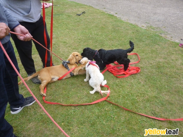 Simply Pawsitive Dog Training