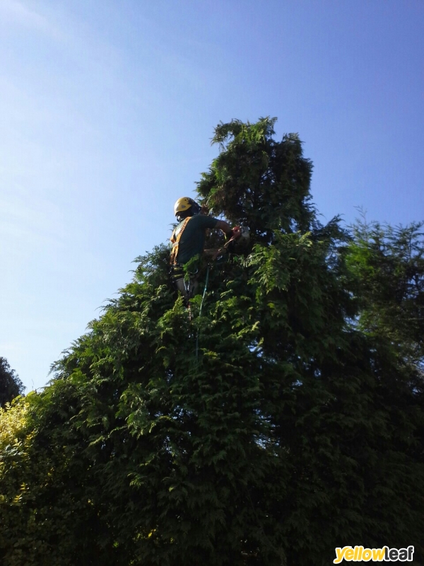 TSL Tree Surgery Leaders