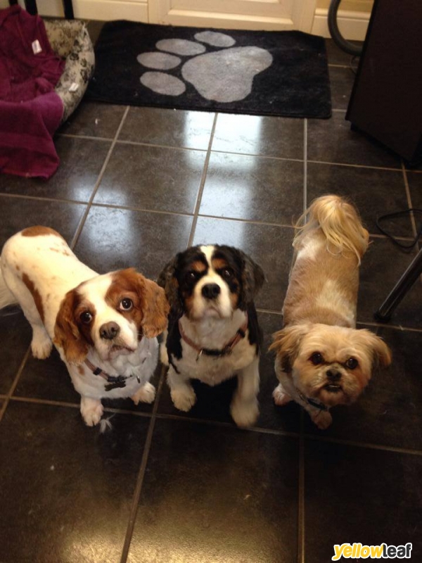 Pugs And Kisses Professional Dog Groomers
