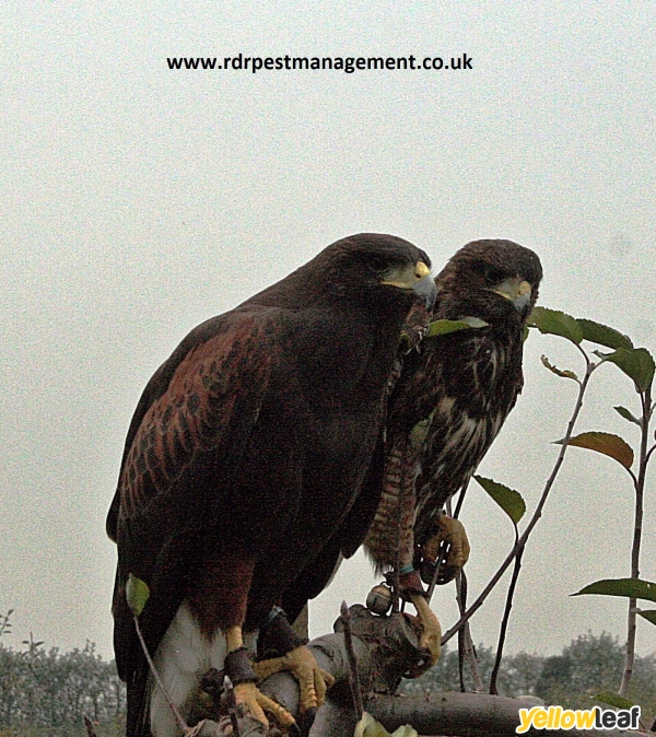 Rdr Pest Management
