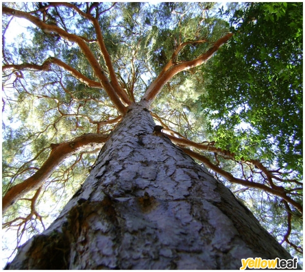 The Sussex Tree Company