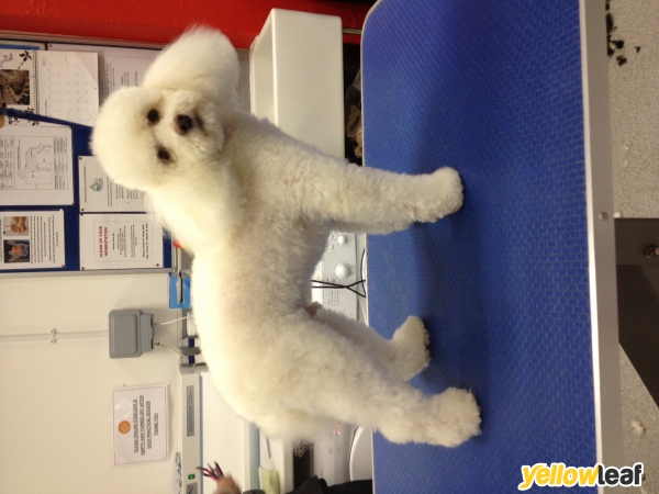 Pamper Ur Pup