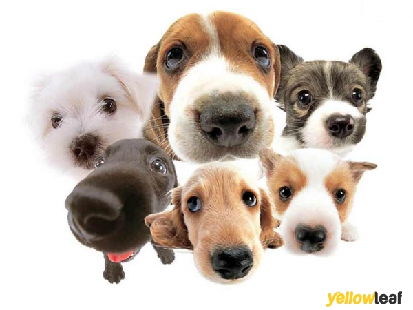 Hinckley Pets In Home