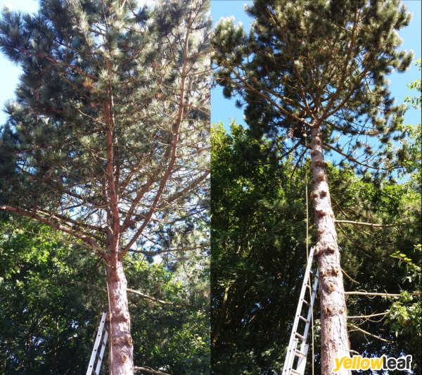 Northampton Treework
