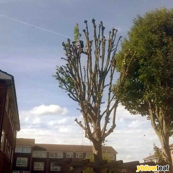 Surrey Tree Services