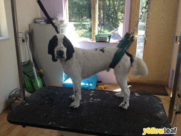 Heatherdown Dog Grooming Salon