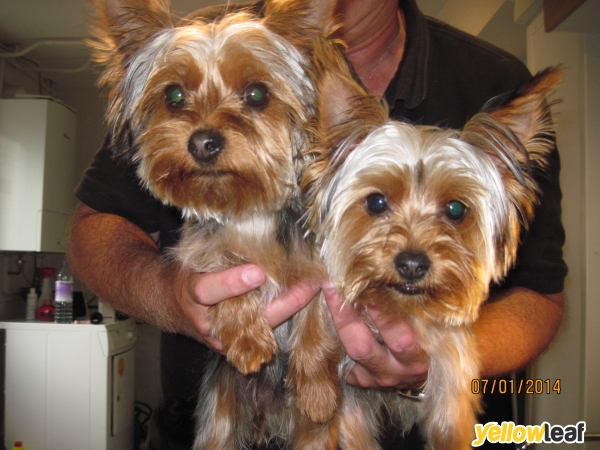 Klassic K9 Dog Grooming