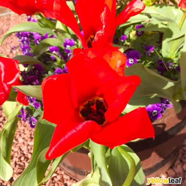 The Lady Gardener