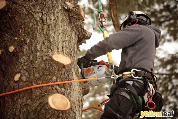 Fox Tree Services