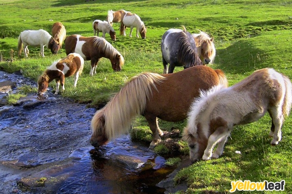 Sandbeck Stud