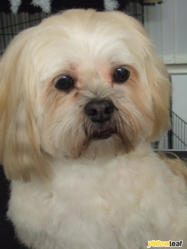 Pedigree Cuts Dog Grooming
