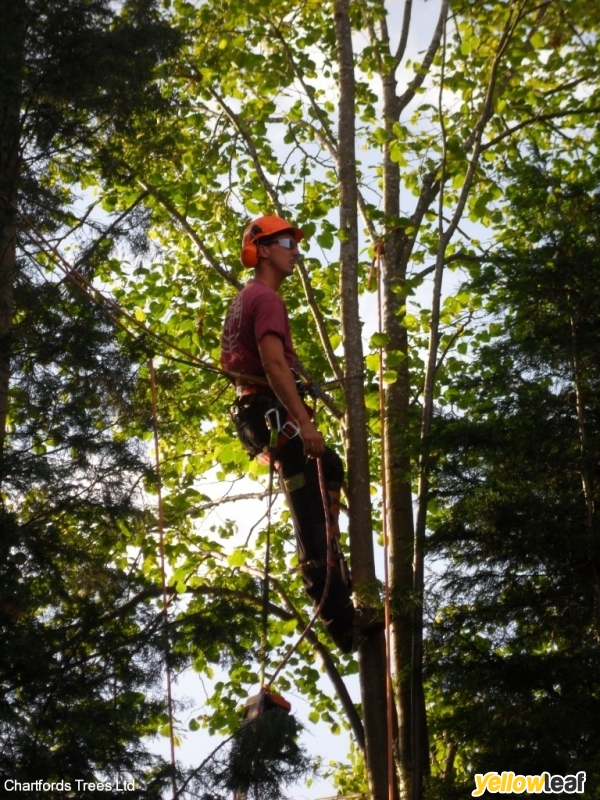Chartfords Trees