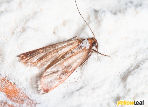 Pest Gone Environmental