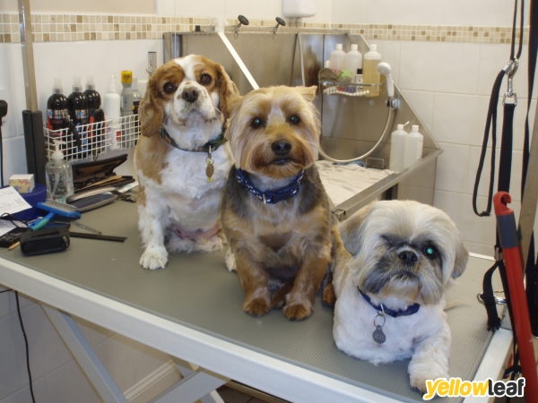 Laundro-mutt Dog Grooming