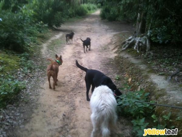 Jazzy Dogs