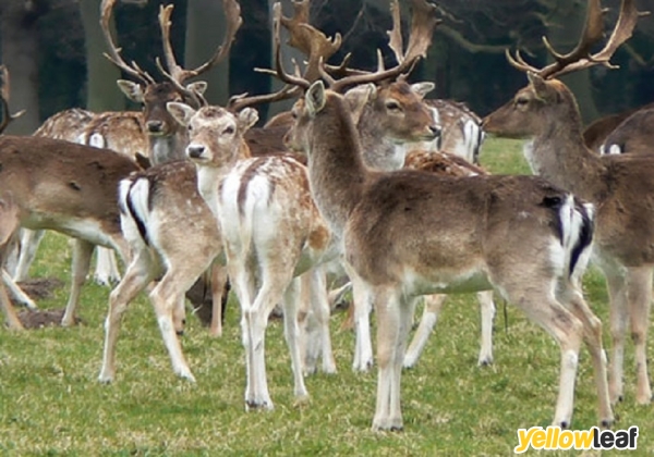 Colin Coley Pest Control & Wildlife Management