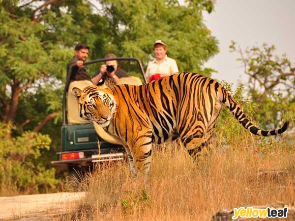 Shikhar Travels India Pvt.Ltd.