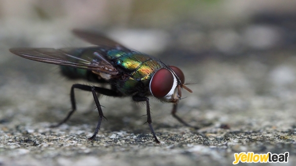 Valley Pest Control Service