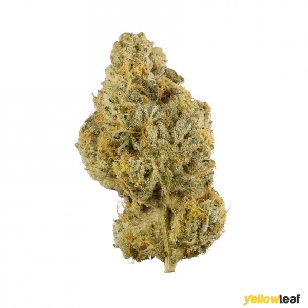 Medical Marijuana Bud Shop