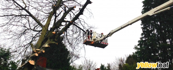 Bishopswood Tree Surgeons Ltd