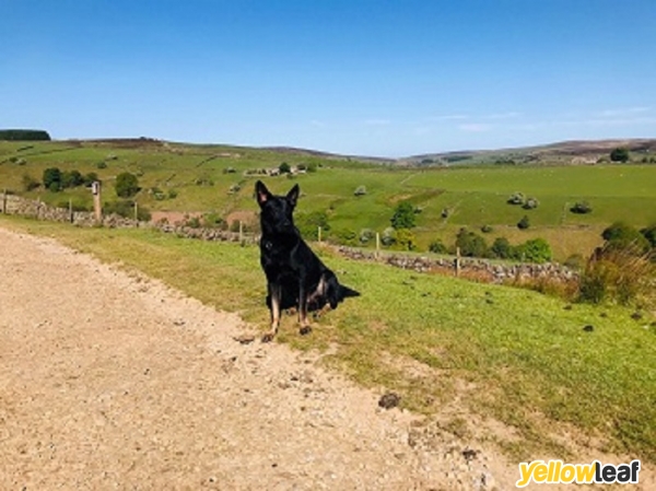 Protection Dogs TOTAL K9