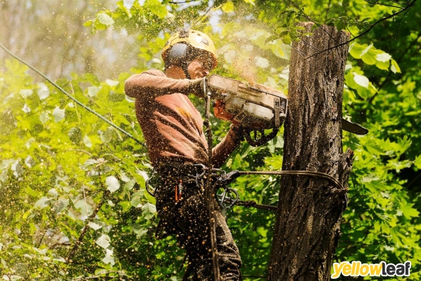 Utopia Tree Care