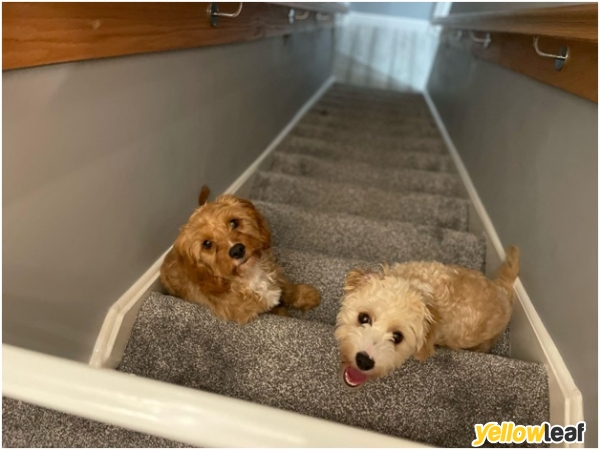 Lil’doggie